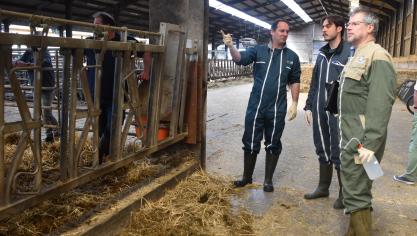 Sur le terrain, un étudiant, épaulé par deux  vétérinaires, va examiner une vache malade.