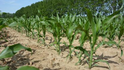 D’année en année, le désherbage du maïs reste un défi incontournale pour les agriculteurs et enjeu majeur pour assurer le bon développement de la culture.