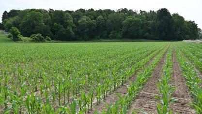 L’éco-régime « Réduction d’intrants » prévoit une prime pour les agriculteurs qui s’engagent soit à ne pas utiliser certaines molécules phytopharmaceutiques.
