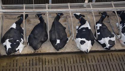 Au cours des trois années d'utilisation de Bovaer en Flandre, aucun problème de santé n'a été signalé chez les bovins.