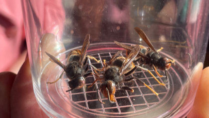 Arrivé chez nous au début des années 2000, le frelon asiatique est à présent bien établi en Région wallonne.