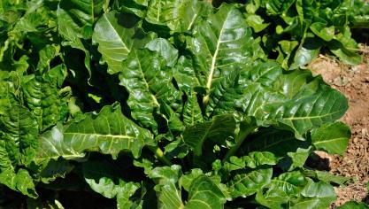 Près de 48.000 ha pourraient être concernés, soit environ 7 % de la Sau wallonne.