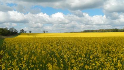Jusqu’à la fin de la floraison, la surveillance du charançon des siliques se poursuit.