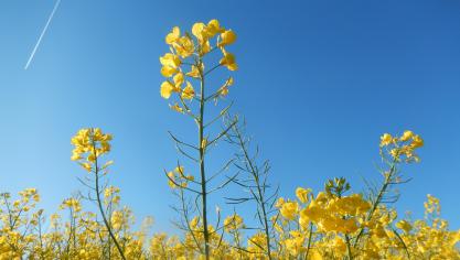 Une floraison réussie et des conditions idéales laissent présager une récolte de colza prometteuse.