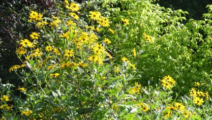 Les grandes fleurs se forment à partir de l'été, au sommet des grandes tiges.