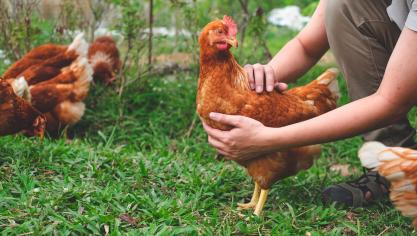 poule