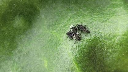 Les auxiliaires (ici, des larves de coccinelle venant d’éclore) commencent à faire leur apparition au champ.