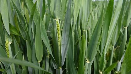 Le retour de températures plus estivales pourrait favoriser le développement des maladies foliaires dans les variétés sensibles de froment.