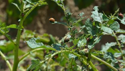Les doryphores peuvent causerd’importants dégâts aux parcelles de pommes de terre, parfois jusqu’à défolier complètement les plantes en cas de forte infestation.