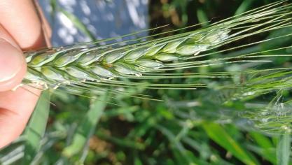 Les populations de pucerons restent limitées dans les froments et sont actuellement régulées en partie par des auxiliaires naturels comme les coccinelles et les syrphes.