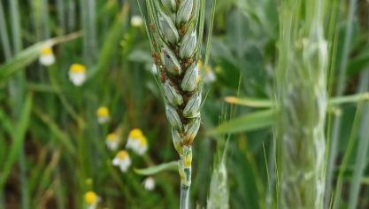 Les populations de pucerons restent très variables selon les régions, tandis que les auxiliaires, comme les coccinelles, contribuent activement à leur régulation naturelle dans les parcelles de céréales.