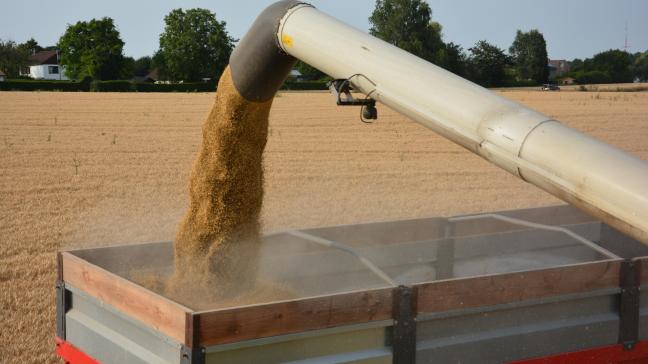 La récolte mondiale de grains est revue à la hausse par le CIC.