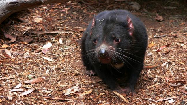 tasmanian-devil-164509_1280