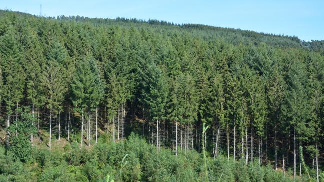 Publics ou privés, les propriétaires forestiers fournissent environ 4 millions de m³ de bois par an à la filière, dont une grande majorité de résineux .