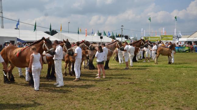 Le Trait Ardennais sera à l’honneur lors de son concours annuel le dimanche.