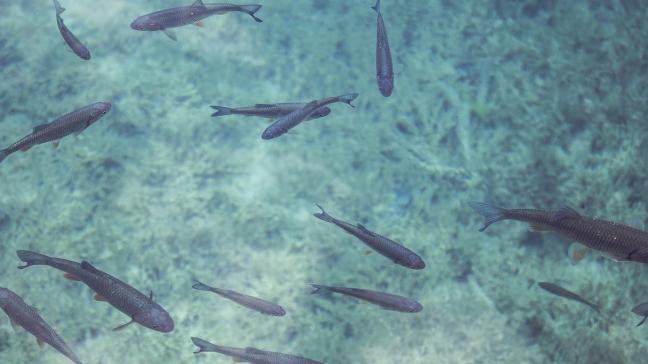 fish-690227_1920