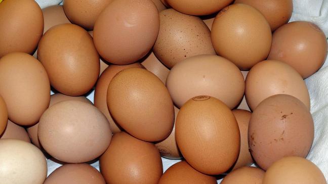 egg-917511_1920
