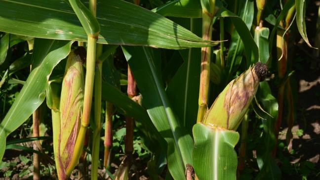 Dans de nombreuses régions, à l’image de la moisson des céréales à paille, la récolte des ensilages sera précoce cette année.