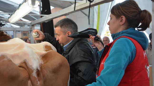 La mise en beauté avant de monter sur le ring. Au Sommet, concours et présentations animales se succèdent allègrement pendant 3 jours.