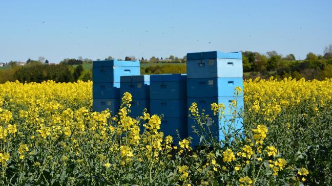 Selon José Artus, la fécondation  du colza par des abeilles permet  d’augmenter la qualité et le  rendement de la parcelle.