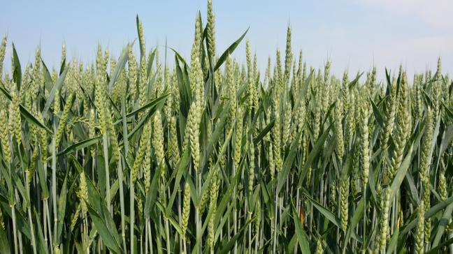 A l’horizon 2025, le prix du blé et d’autres matières premières agricoles vont connaître une stabilité avec une légère tendance haussière.
