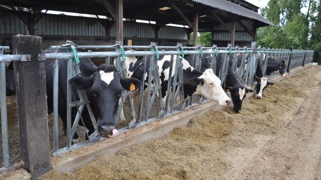 Les efforts réalisés aux Pays-Bas pour la réduction des phoshates entraîne un certain dynamisme des abattages de vaches de réforme.