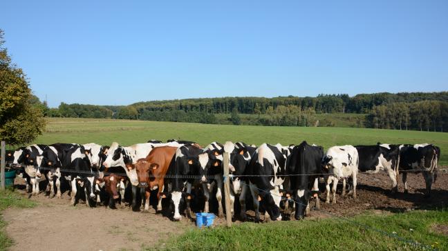 Le prix moyen du lait à la ferme dans l’UE en juillet dernier a atteint 34,2 c/kg, soit 33% au-dessus de son niveau de juillet 2016.