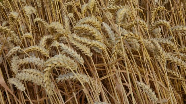 Des études semblent montrer qu’en lien avec le changement climatique, des concentrations plus élevées en CO2 pourraient nuire à la valeur nutritive des céréales.