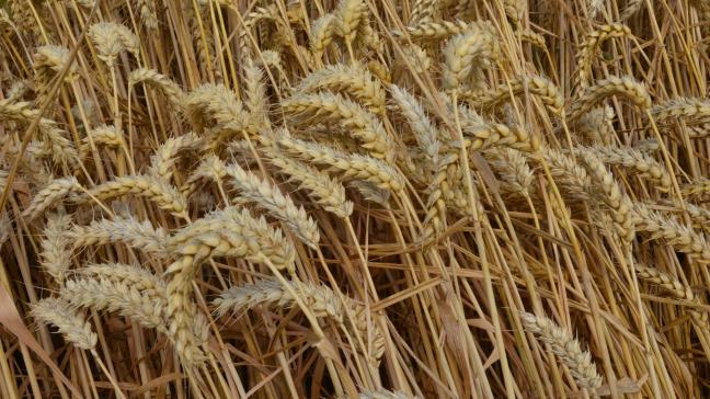 «Les récentes vagues de chaleur qui ont touché une grande partie de l’Europe ne devraient pas pénaliser les cultures d’hiver, mais des doutes sont permis pour le blé et l’orge de printemps», estiment les experts.