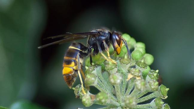 asian-hornet-1822314_1920