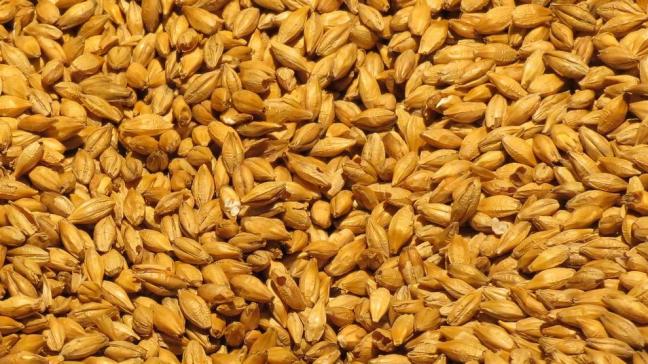 barley-2188470_1920