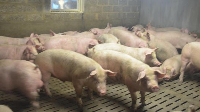 La peste porcine africaine aux portes de la Chine?