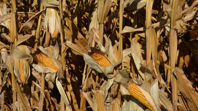 Selon les déclarations de superficie, les surfaces en maïs grain couvriraient cette année près de 54.300 ha, soit 6
% de plus que l’an dernier.