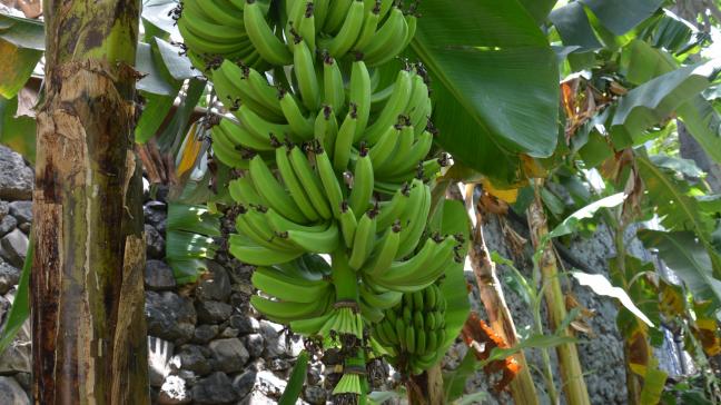 Fruit le plus exporté au monde, la banane est menacée par une nouvelle souche de la jaunisse fusarienne. La Fao réclame des fonds pour organiser la lutte.