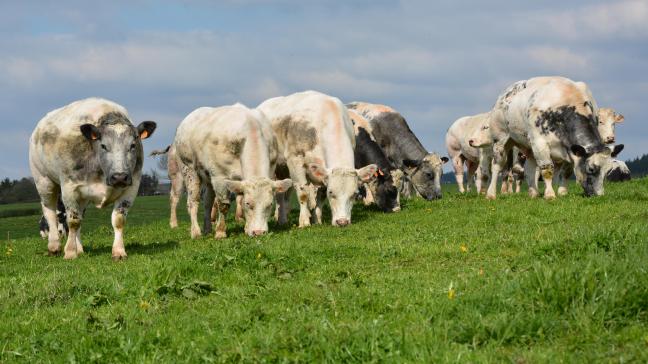 Aucune réduction de cotisation n’est prévue cette année pour le secteur bovin.