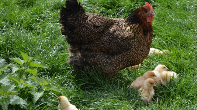Le Copa-Cogeca demande l’amendement d’urgence des règles actuelles de commercialisation des œufs afin de restaurer la confiance en l’avenir dans les élevages en plein air»,