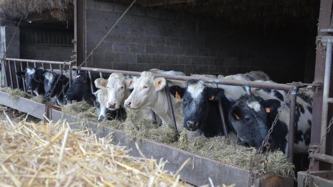 Les organisations professionnelles et coopératives agricoles de l’UE n’ont pas manqué d’insister sur le rôle de l'élevage dans une alimentation équilibrée de la population, mais aussi pour la croissance économique, les emplois et le dynamisme des zones rurales.