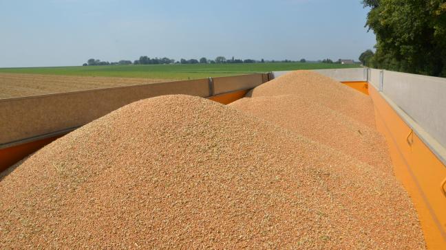Les débuts difficiles pour les exportations françaises de blé s’expliquerait par une très forte concurrence au départ de la mer Noire mais aussi des États-Unis et de l’Argentine.