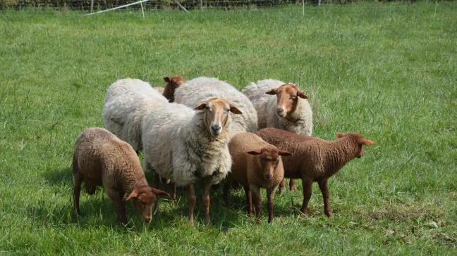 Au sein de l’UE, les fonds de promotion seront notamment alloués à une production ovine et caprine durable.