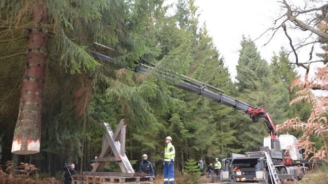 La localisation de l’épicéa en bordure de chemin a nettement facilité sa « collecte ». Le semi-remorque et la grue ont pu se positionner tout près de l’arbre, pour sa coupe, sa fixation et sa dépose à l’horizontale sur la semi-remorque.