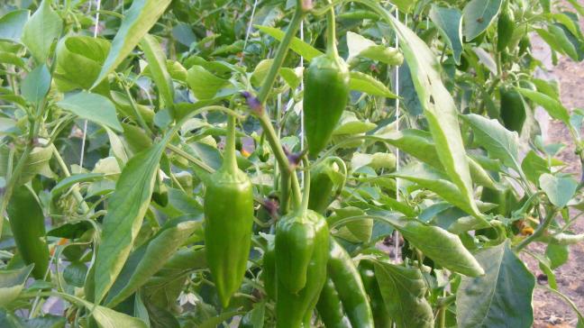 Piment corne vert. Les piments en forme de corne ne sont pas nécessairement d