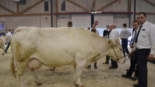 Ophelie, championne des vaches mixtes mh +, à Benoît Lesseigne, Obaix.