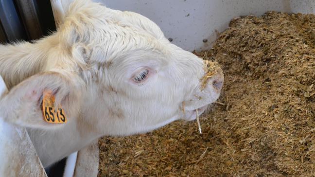 Près de la moitié des matières premières entrant dans la composition des aliments composés pour animaux sont des sous-produits provenant de l’industrie alimentaire.