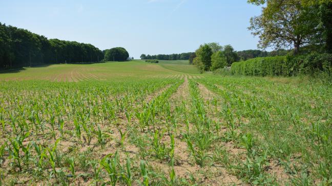 Le manque d’efficacité de certains traitements herbicides en situations très sèches à la fin du printemps aura été finalement l’une des rares difficultés rencontrées cette année en culture de maïs.