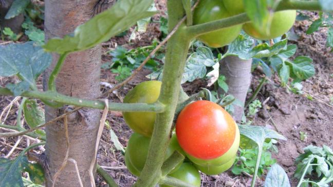 La fleur de la tomate se féconde souvent elle-même. Les variétés population gardent donc assez bien les caractères parentaux. Pour les hybrides, nous retrouvons les caractères de la variété que pour une partie des graines récoltée, selon les Lois de Mendel.