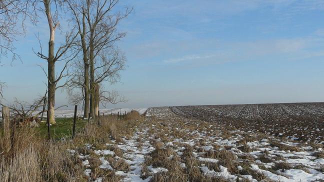 Froment non récolté en janvier 2017 sur la plaine de Perwez-Thorembais dans le cadre d