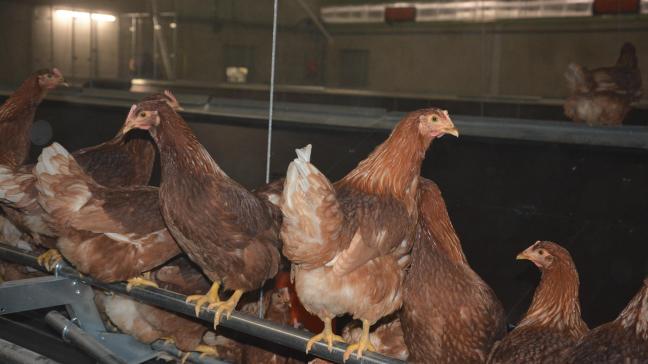 Les normes de bien-être animal imposées par l’Europe ne pèseraient guère sur la compétitivité des producteurs de l’UE, sauf notamment dans le secteur des œufs et ovoproduits.