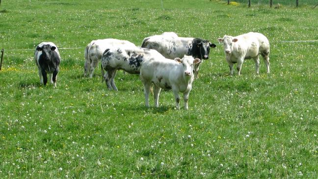 L’occasion est belle de faire découvrir le métier et de communiquer ensemble sur la richesse de notre élebage et la qualité de notre viande bovine.  Les inscriptions sont ouvertes jusqu’au 4 avril.