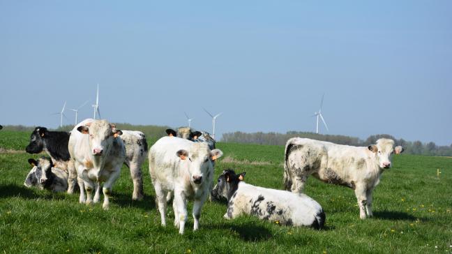 Du 15 au 20 mai, la mobilisation sera générale autour de la viande bovine.