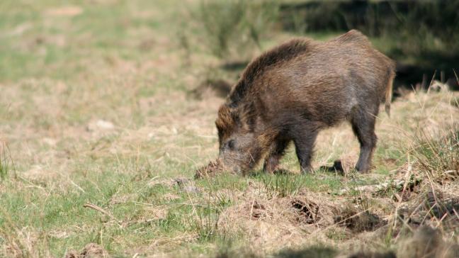 Les dégâts réalisés par la faune sauvage, notamment les sangliers, sont chaque année très nombreux. Pour calculer ceux-ci au plus juste, le logiciel est mis à jour deux fois par an.